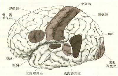 brain_1.jpg