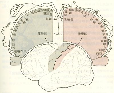 brain_2.jpg
