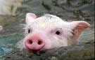 pigs.jpg
