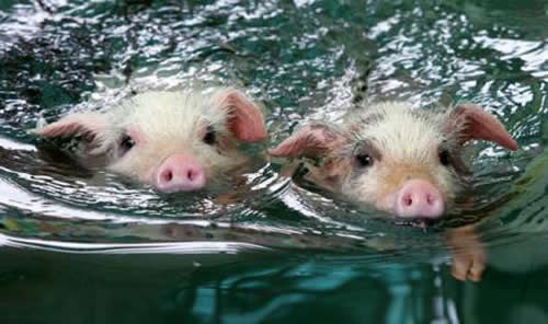 pigs_2.jpg