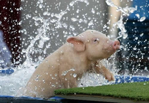 pigs_3.jpg